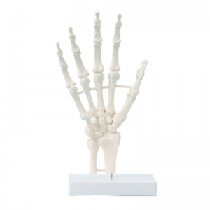 Erler-Zimmer Basic Hand Skeleton Model